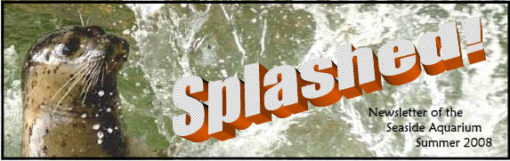 Splash Newsletter